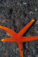 Fromia schultzei