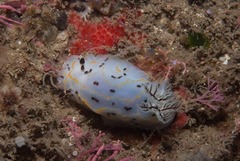 Halgerda dichromis