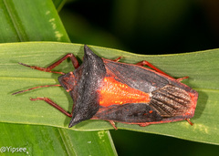 Gonopsis coccinea