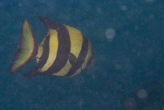 Oplegnathus robinsoni