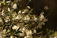 Styphelia biflora