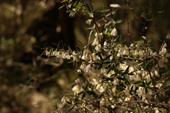 Styphelia biflora