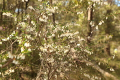 Styphelia biflora