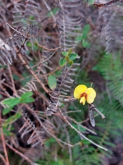 Bossiaea kiamensis