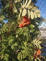 Sorbus aucuparia