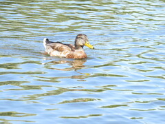 Anas platyrhynchos