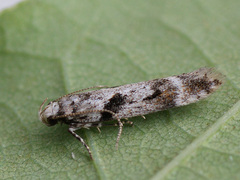 Caryocolum blandella
