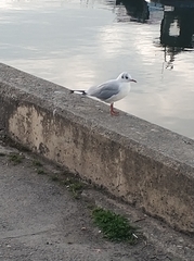 Chroicocephalus ridibundus