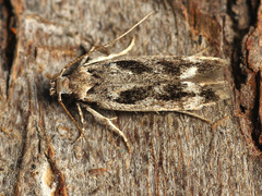Caryocolum fischerella