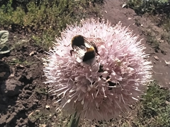 Bombus