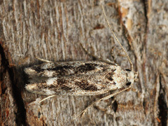 Caryocolum fischerella