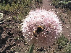Bombus