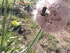 Bombus