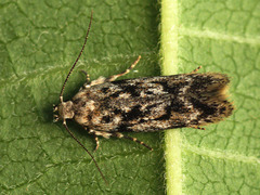 Caryocolum huebneri