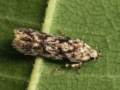 Caryocolum huebneri