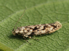 Caryocolum huebneri