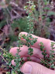 Leptospermum rotundifolium