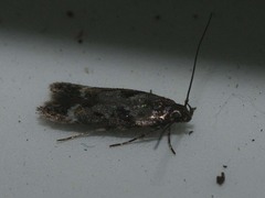 Caryocolum junctella