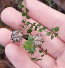 Leptospermum rotundifolium