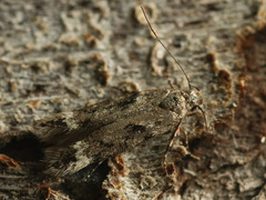 Caryocolum junctella