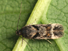 Caryocolum junctella