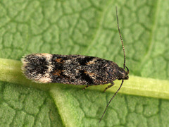 Caryocolum junctella