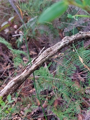 Leptospermum rotundifolium