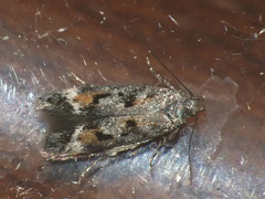 Caryocolum junctella