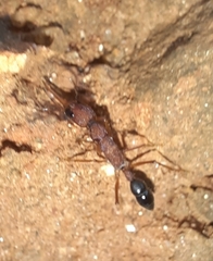 Harpegnathos saltator