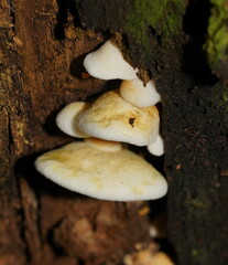 Pseudomerulius curtisii