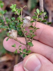 Leptospermum rotundifolium