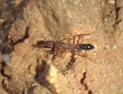 Harpegnathos saltator