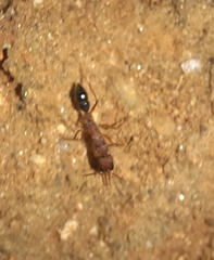 Harpegnathos saltator