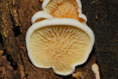 Pseudomerulius curtisii