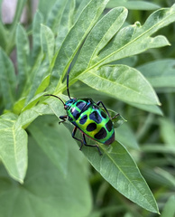 Chrysocoris stollii