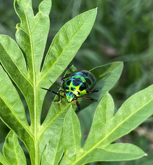 Chrysocoris stollii