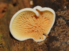 Pseudomerulius curtisii
