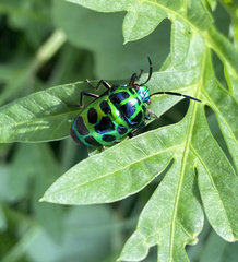 Chrysocoris stollii