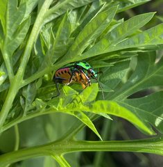 Chrysocoris stollii