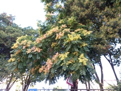 Ailanthus altissima