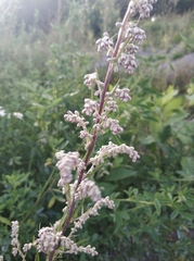 Artemisia vulgaris
