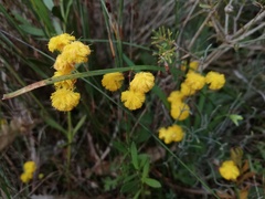 Acacia applanata