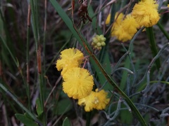 Acacia applanata