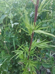 Artemisia vulgaris