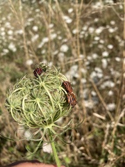 Graphosoma