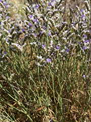 Limonium binervosum