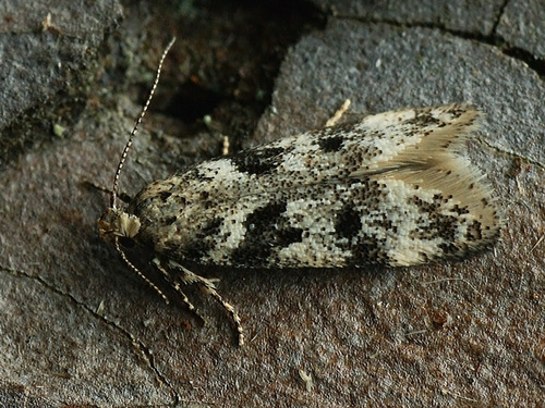 Chionodes electella (Zeller, 1839)