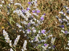 Limonium binervosum