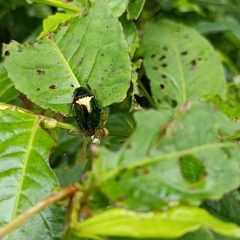 Callistethus auronitens