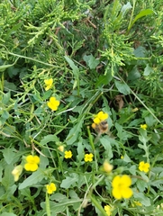 Apis mellifera